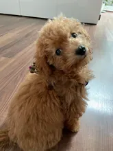 Harness Leash Chain Teddy Walking-Rope Collar Dog Small Medium Pet-Dog Classic Check