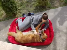 Dog-Beds Cage Lounger Pet-House-Cushion Dogs-Mat Bench-Medium Golden Retriever Large