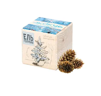 

Set for growing "EcoCube", spruce blue
