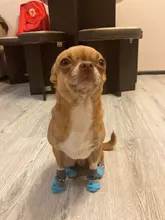 Zapatos antideslizantes para perros, calcetín de punto, Gato pequeños, Chihuahua, grueso, cálido, Protector de pata, calcetines de perro, botines, accesorios de invierno