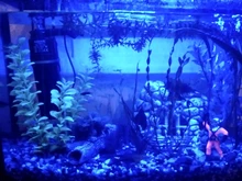 Aquarium Lighting Lamp Submersible-Light Fish-Tank Underwater 24-54CM