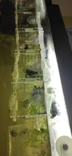 Production-Box Aquarium-Box Isolation-Net Tropical-Fish-Breeding-Box Fish-Tank Acrylic