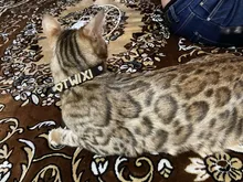 DIY Bling Personalized Dog Collar Rhinestones Leather Free Name Small Medium Pet