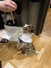 Dress Costume Dog-Puppy-Clothes PET PETCIRCLE Small Dog Classic Check Fit Pet-Cat All-Seasons