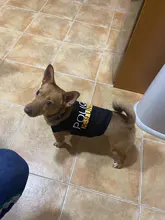 Traje de policía para Cosplay de perros y gatos, chaleco elástico negro, camiseta de cachorro, accesorios, ropa, disfraces
