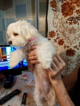 Bells Leashes Collars Dog-Accessories Fashion Kawaii Puppy-Kitty Adjustable Cute Bowknot