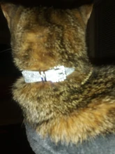 Strap Cat-Collar Kitten-Accessories Puppy Rhinestone Shining SUPREPET Diamond Dog 