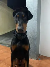 Collar de perro personalizado con grabado de nombre libre, hebilla de Metal fuerte, táctico, perro militar, con mango de Control, liberación rápida