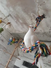 Parrot Rope Cockatiel-Toy Swing-Supplies Bird-Cage Training-Accessories Pet-Stand Conure
