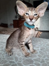 Dog-Bowl Puppy-Litter Silverstainless-Feeder Pets Dish-Weaning Food-Feeding Water And