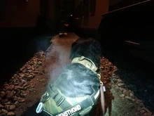 Bungee-Leash Collar German Shepherd Dogs Elastic Military Tactical Nylon for Large