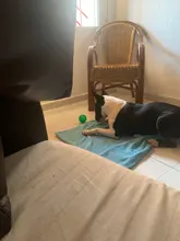 Juguetes de perro Durable Pet Squeak Chew inflable masticar goma de juguete de bolas de perros grandes Indestructible ejercicio entrenamiento juego