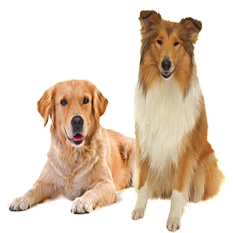 Корм Royal Canin Maxi для взрослых и больших собак 15 кг здоровое кормление иммунитет