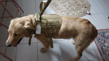 Molle Vest Panels Dog-Harness Dogs Military-Working Training Rubrab Tactical Metal 
