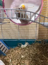 Oso dorado para mascotas, juguete deportivo para mascotas, jaula con ruedas, accesorios, disco de competición, rueda giratoria silenciosa para trotar, WJ901