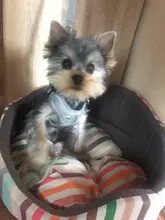 Arnés tipo chaleco sin tirones para perro, correa reflectante para perro pequeño y collar para terrier schnauzer Gato, suministros de entrenamiento para caminar, chihuahua
