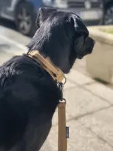 Leash-Set Training-Supplies Pets Pet-Dog German Shepherd Tactical-Collar Dogs Quick-Release