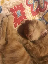 Nuevo lindo Collar campana para gatos Collar de perro Teddy Bomei perro de dibujos animados divertido huella collares lleva Cat accesorios Animal productos