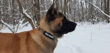 Collar táctico militar ajustable para perro, collares para perro y mascotas, correa de Control, Asa de entrenamiento, Collar de Gato para perros pequeños y grandes