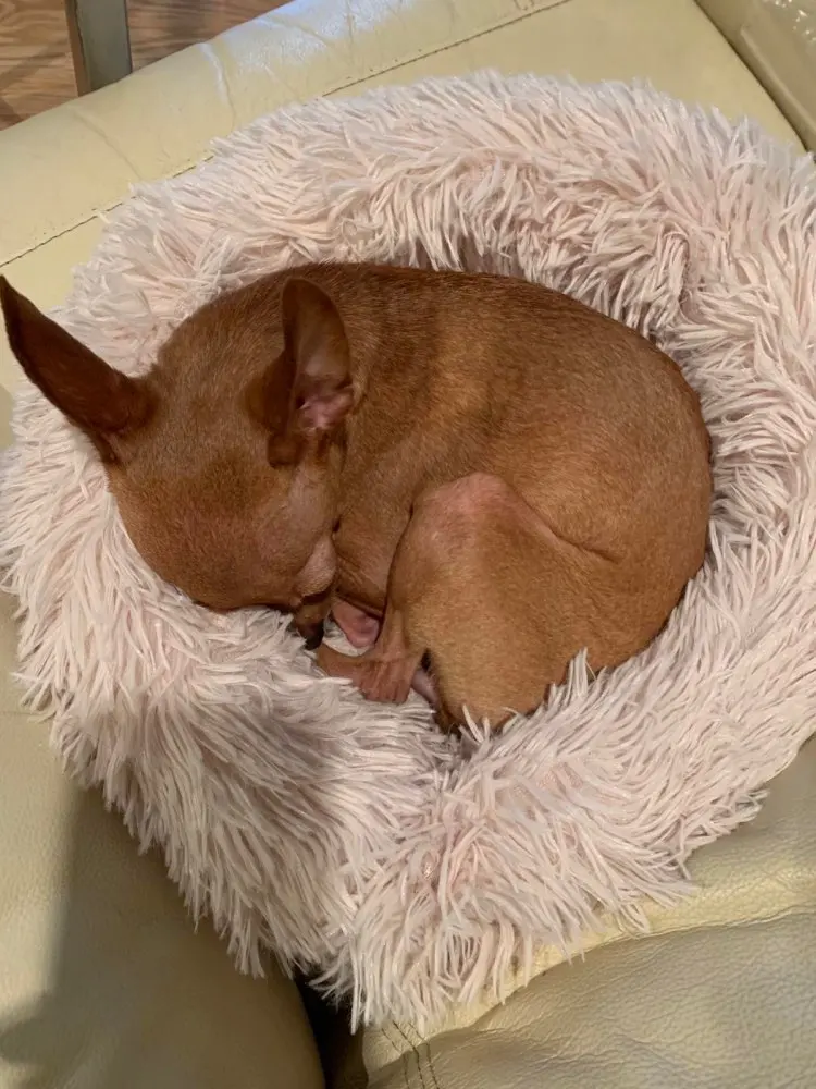 bestlittlething com calming bed