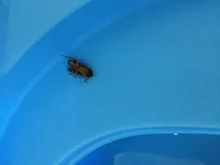 Orinal del coche portátil para bebé, orinal del coche, orinal de entrenamiento para niños y niñas, silla de inodoro, orinal multifunción