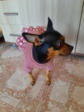 Dog-Dress Dogs-Skirt Yorkshire Summer Chihuahau Dot 