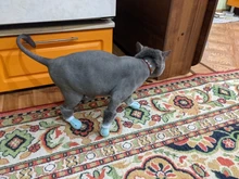 De silicona de aseo suministros Anti-arañazos zapatos para gatos ajustable Gato botas baño lavado garra zarpa de gato Protector de la cubierta