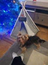 Pet-Tent House Kennels Teepee Puppy-Cat Cave Kitten Outdoor Portable Linen with Mat