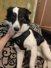 Vest Harnesses Pet-Training Dogs Military-Working Tactical Medium Nylon Durable for Large