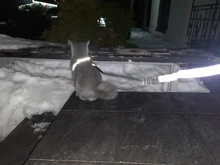 Arnés para perro o gato ajustable, reflectante, para gatos, exteriores, para perros pequeños, para caminar, Chihuahua, Terier