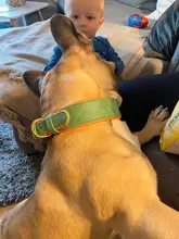 Dog-Collar Bulldog German Shepherd Wide-Leather Padded Pet-Dog Perro Soft for Medium