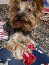 Perro de verano Zapatos de malla transpirable cachorro zapatos para perros pequeños perros gatos lindo Anti-Slip Pug Chihuahua Sandalias Zapatos de colores de caramelo