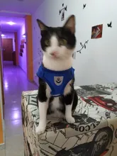 Arnés y correa reflectantes para gato, ropa transpirable a prueba de Escape para mascotas, chaleco ajustable de fácil Control