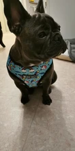 Arnés de Mascota para Bulldog Francés, correas pequeñas y medianas para perros, chaleco de cachorro francés, correa de plomo para perro que camina, productos para mascotas