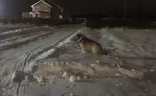 Neck-Belt Pet-Collar Led-Light Flashing Glowing Leopard Night-Safety Nylon Adjustable