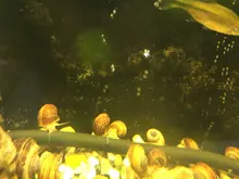 Pump Diffuser Tube Bubble-Bar Oxygen Aquarium Air-Stone Fish-Tank Wall Hydroponic Hose