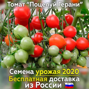 

Tomato seeds kiss Gerani for planting fresh crop, tested grade is the best vegetables for you