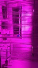 Phyto-Lamp Flower-Growth-Lighting Seedling Led Grow Cob-Chip Indoor-Plant Full-Spectrum