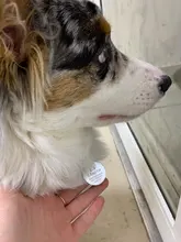 Etiquetas redondas de aluminio para identificación de mascotas, identificación de nombre personalizada, teléfono, 2 unidades por lote