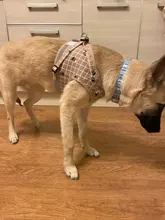 Leash-Set Harness-Leads Mesh Dogs Vest Puppy-Reflective Small-Dogs Kitten Nylon And 