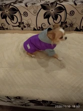 Hoodies Jacket Puppy French-Bulldog Small Dogs Waterproof Dog Chihuahua Winter Autumn