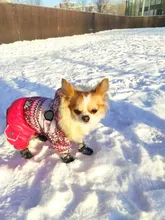 Puppy-Boots Pet-Shoes Lovely Dogs Snow Anti-Slip Zipper Winter Warm Denim Lets Casual