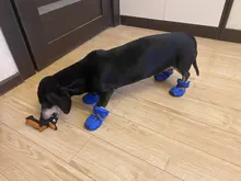 4 unidades/juego de zapatos de lluvia antideslizantes de Cachemira suave y cálida para mascotas, calzado suave a prueba de viento para perros y mascotas, zapatos impermeables antideslizantes