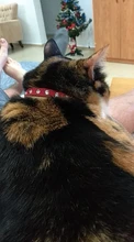 Collar de gatito con diamantes de imitación para gatos, accesorios para Collar de gatito, productos de liberación rápida para perros pequeños, accesorios para cachorros