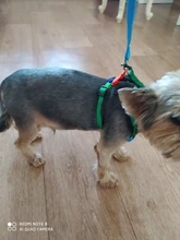 Harness Leash Traction Rope Lead Pet-Dog-Collar Rainbow Colorful Durable Nylon And 120cm