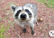 Sunvo-plantillas de mujer para zapatillas deportivas, talla ajustable, forro del tacón, Protector de empuñaduras, parche para calmar el dolor, cuidado de los pies