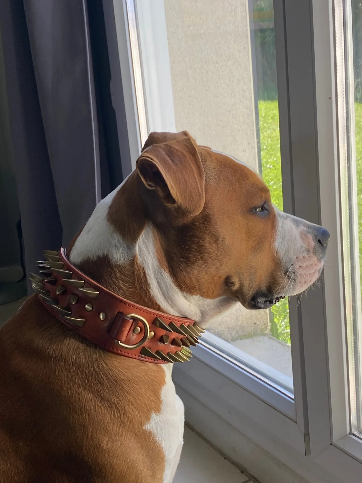 Pitbull Tasması