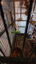 Parrot Perch Cockatiels Pet-Cage-Accessories Hanging-Decor Grinding-Supplies Wood Bird