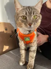 Reflectante cachorro gato arnés chaleco caminar perro ajustable Collar de gatito de malla de poliéster arnés para pequeño mediano perros