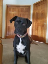 Leash Set Collars Lead Name Custom Personalized Adjustable Plaid Suit Id-Tag Faber